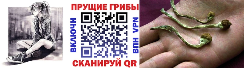 Псилоцибиновые грибы Psilocybe Кудымкар