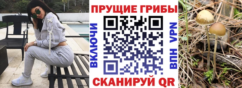 Псилоцибиновые грибы Psilocybe  Кудымкар 